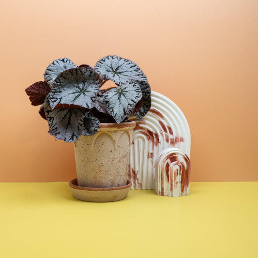 Begonia Rex Silver Lace mit silbrig-weißem Blattschimmer – potflourri
