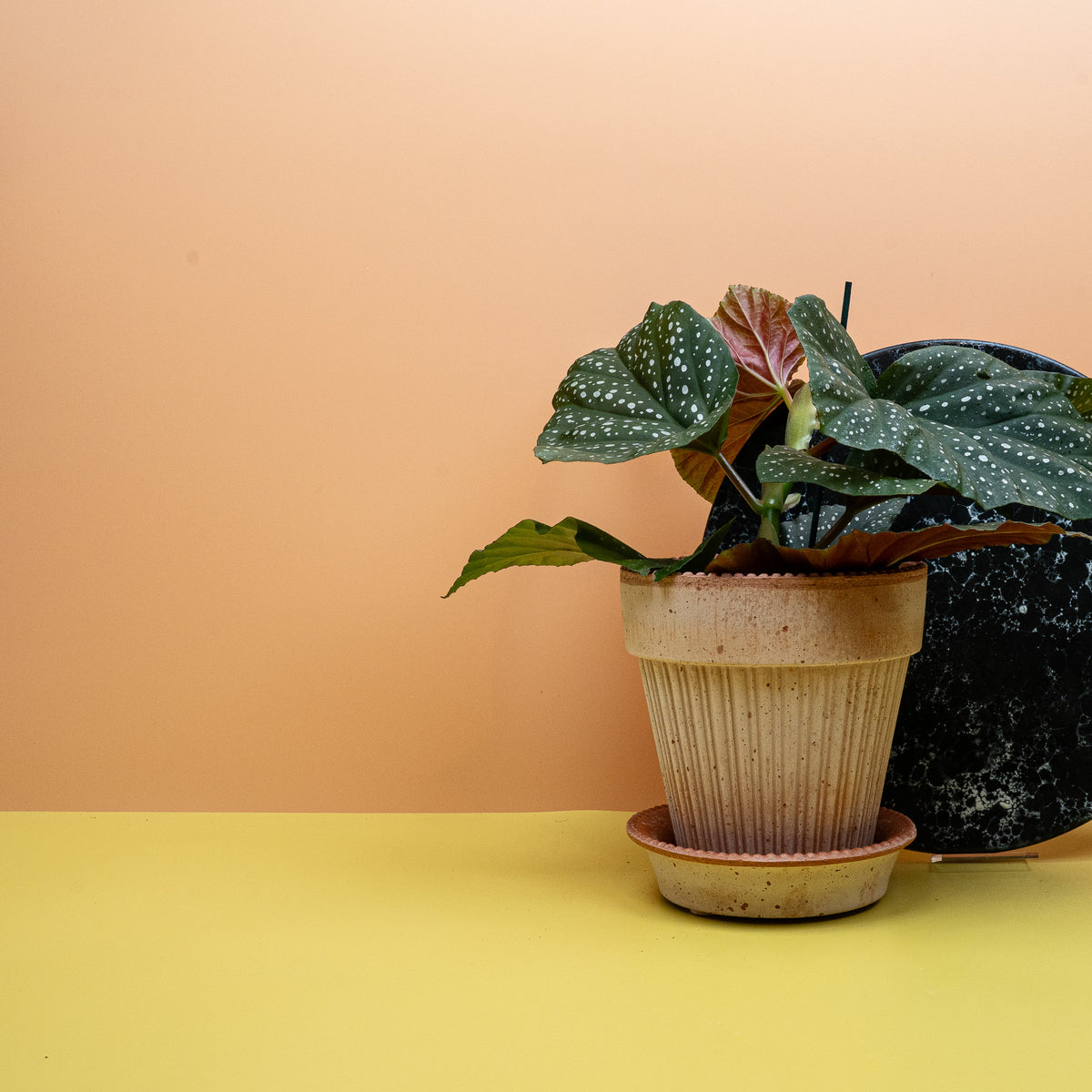 Glänzende, leicht geflügelte Blätter der Begonia Wings Corallina