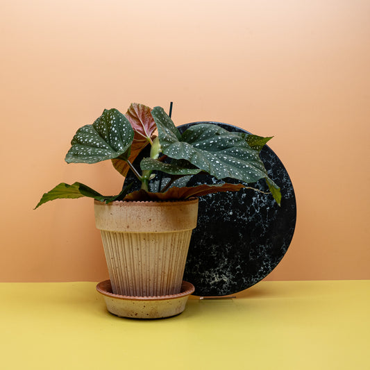Begonia Wings Corallina mit korallfarbenen Blüten – potflourri