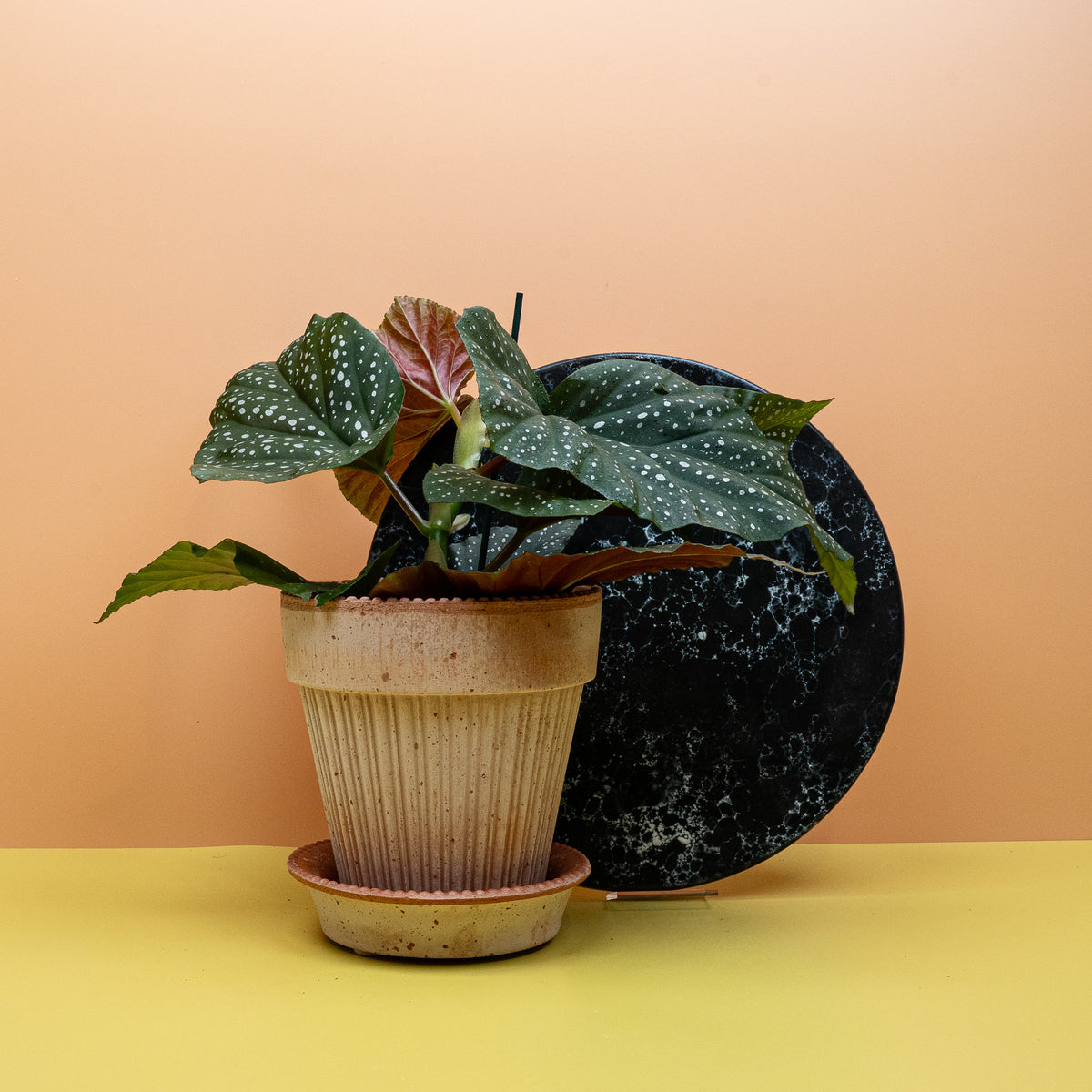Begonia Wings Corallina als farbenfroher Blütenakzent