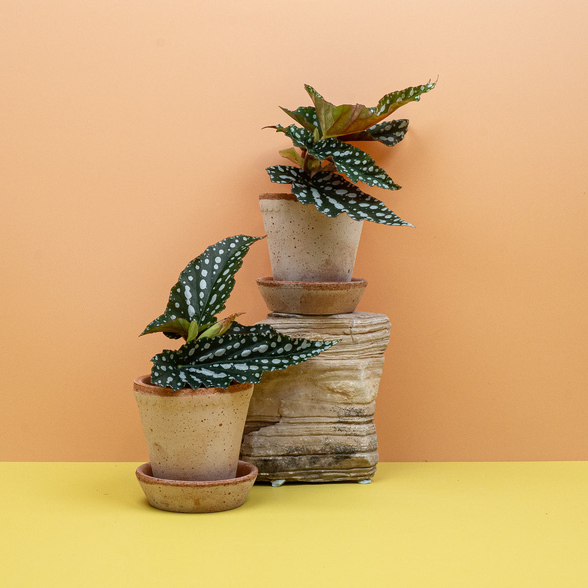 Begonia Wings Corallina – Ansicht 10: Gesamtbild