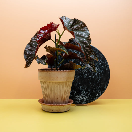 Begonia Wings Cracklin Rosie mit rosé bis roten Blüten – potflourri