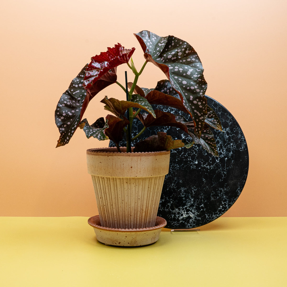 Begonia Wings Cracklin Rosie als tropischer Farbakzent