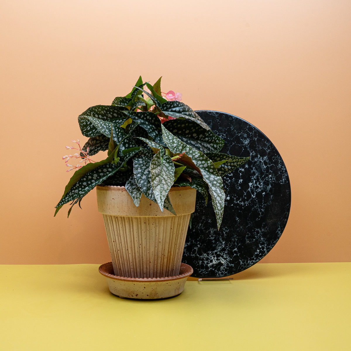 Begonia Wings Maculata Silverspot mit silbrigen Blattpunkten – potflourri