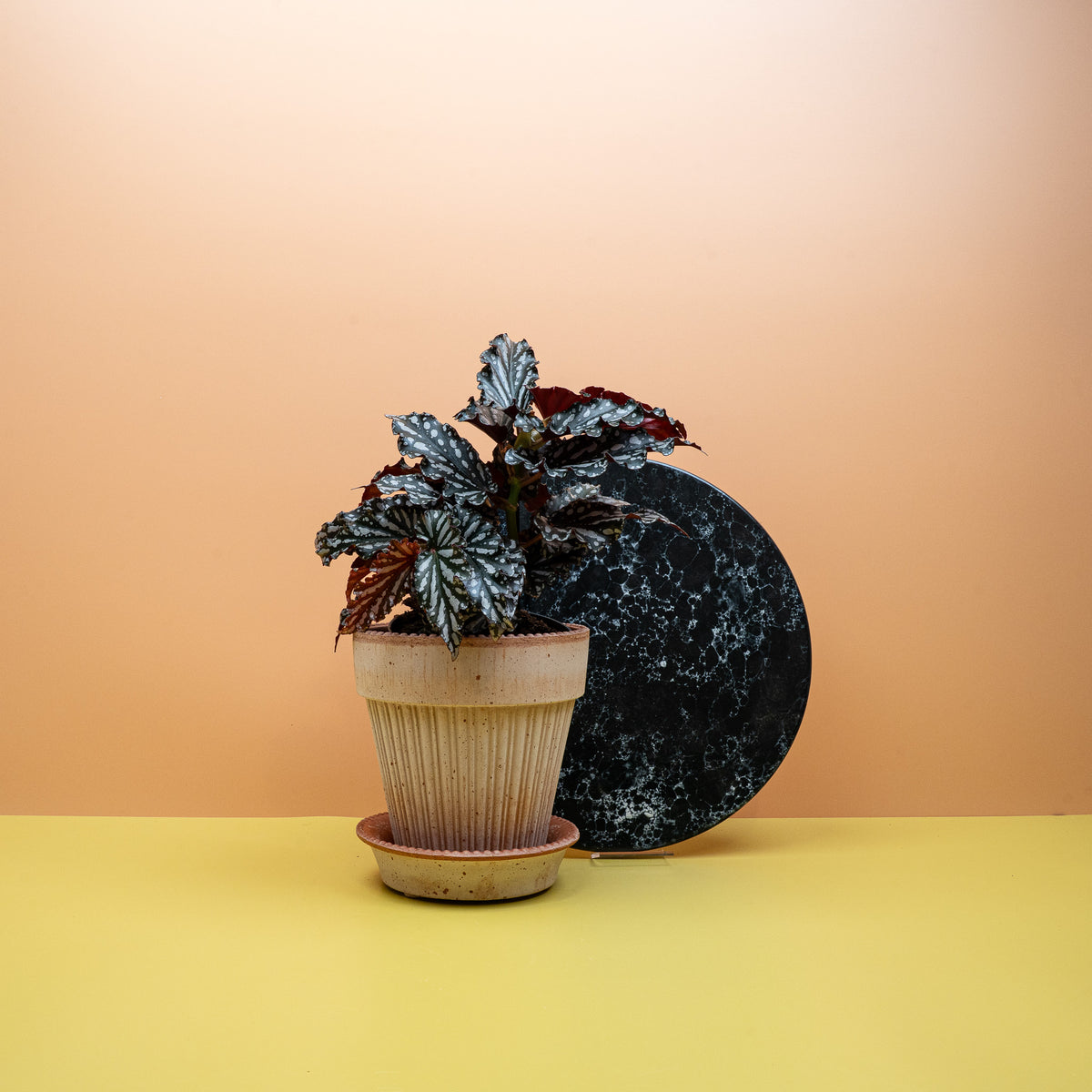 Begonia Wings Ruby Compact mit rubinroten Blüten – potflourri
