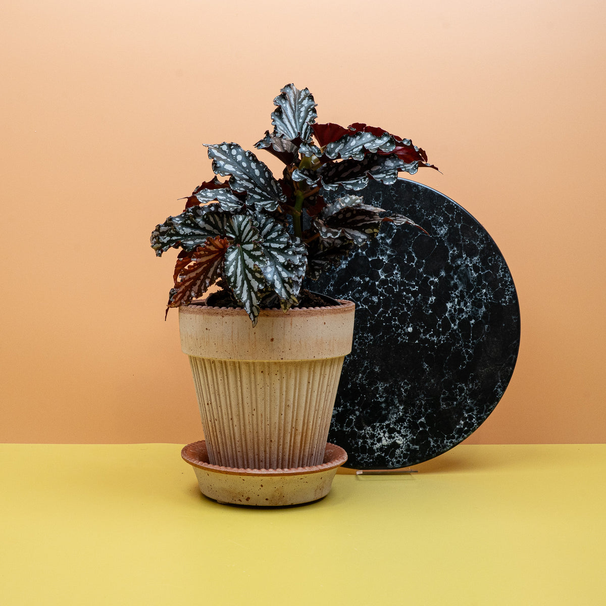 Intensive Rubintöne der Begonia Wings Ruby Compact