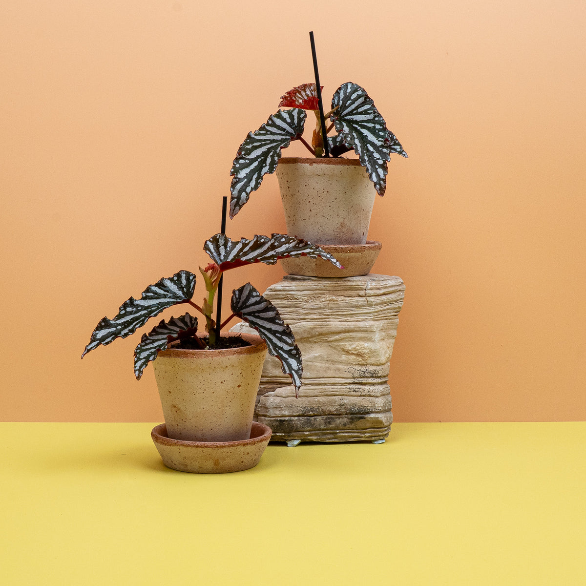 Begonia Wings Ruby Compact – Ansicht 10: Gesamtbild