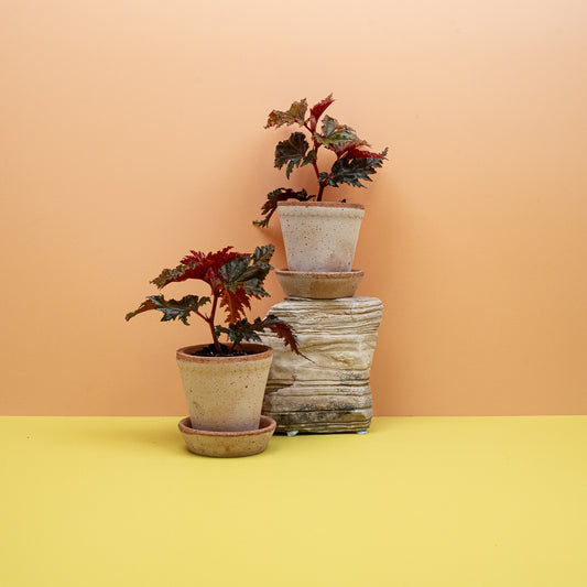 Begonia Wings Serratipetala mit gezackten Blatträndern – potflourri