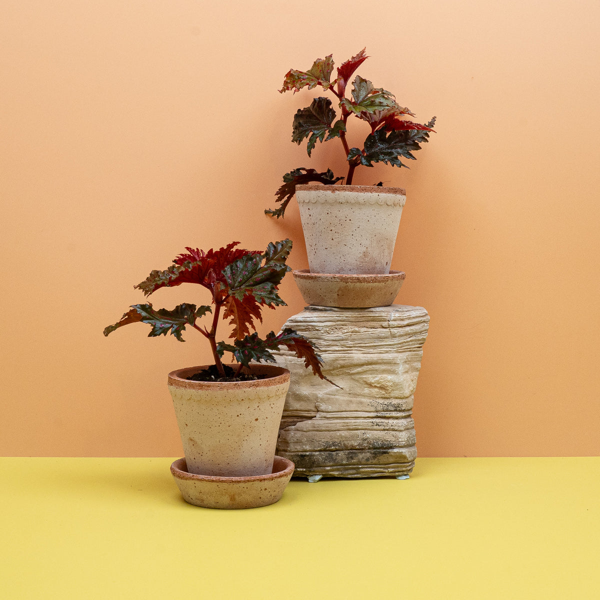 Begonia - Die feinen Wurzeln einer Begonia werden schonend in ein lockeres Substrat aus Kokos und Perlit gesetzt