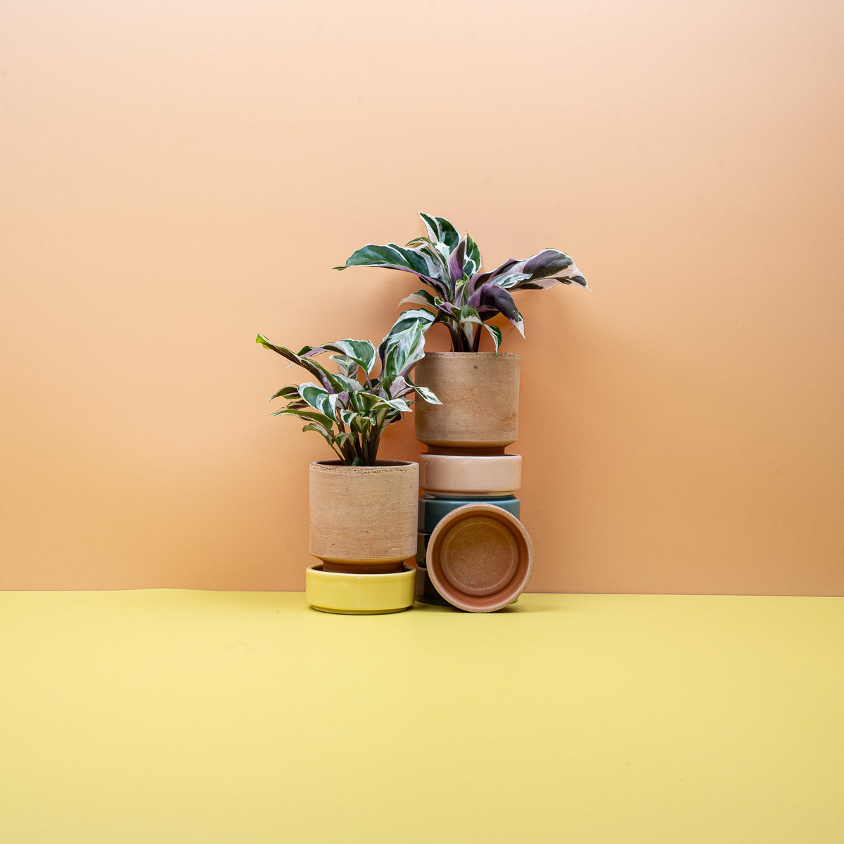 Calathea White Fusion – Zimmerpflanze mit Weiß-Grün-Pink-Blättern – potflourri