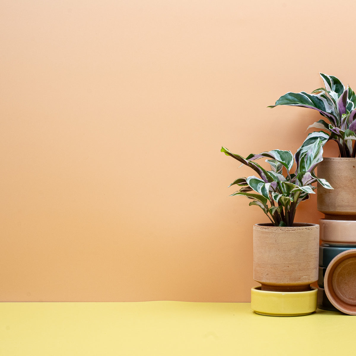 Calathea White Fusion, bevorzugt indirektes Licht
