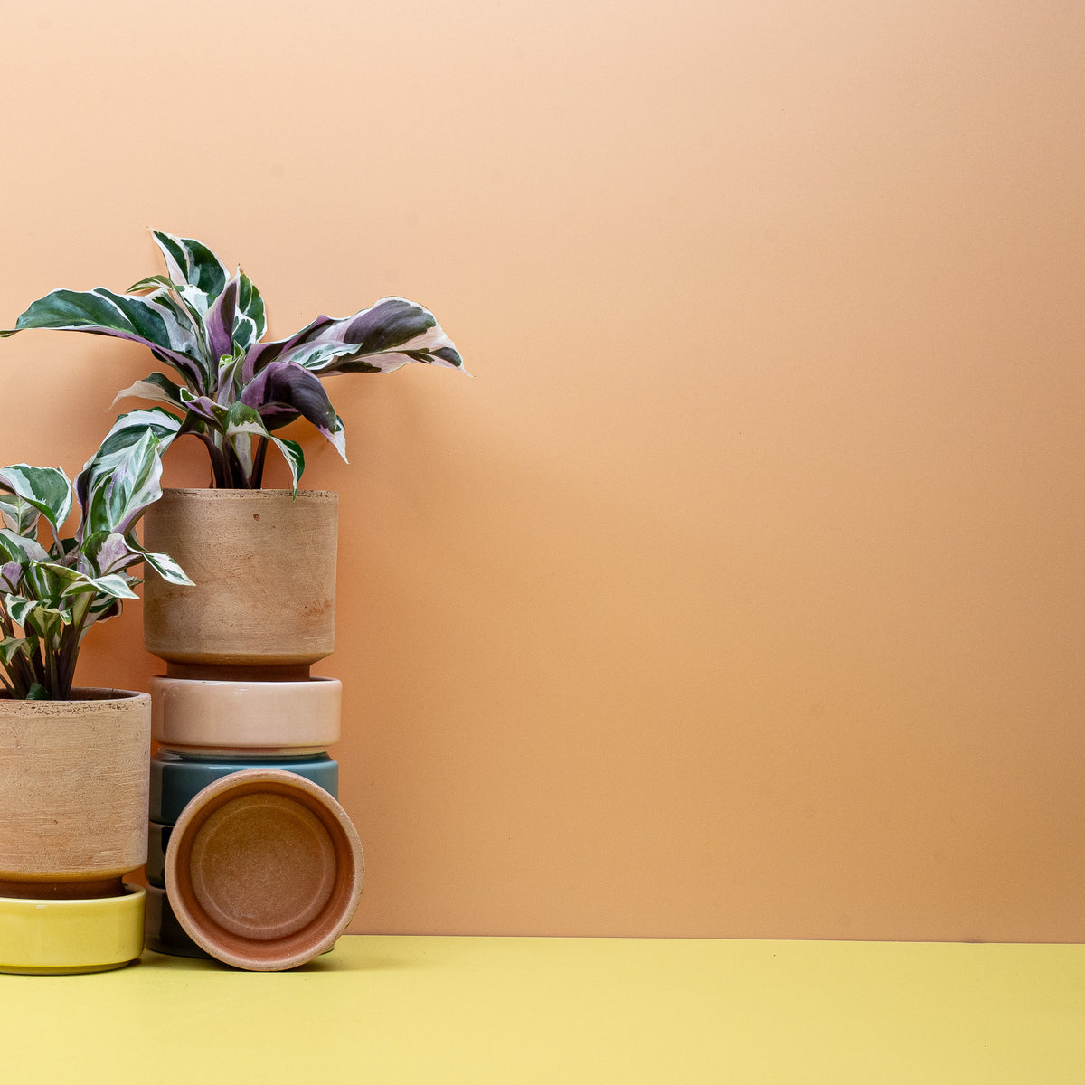 Calathea White Fusion, mäßige Feuchtigkeit im Substrat