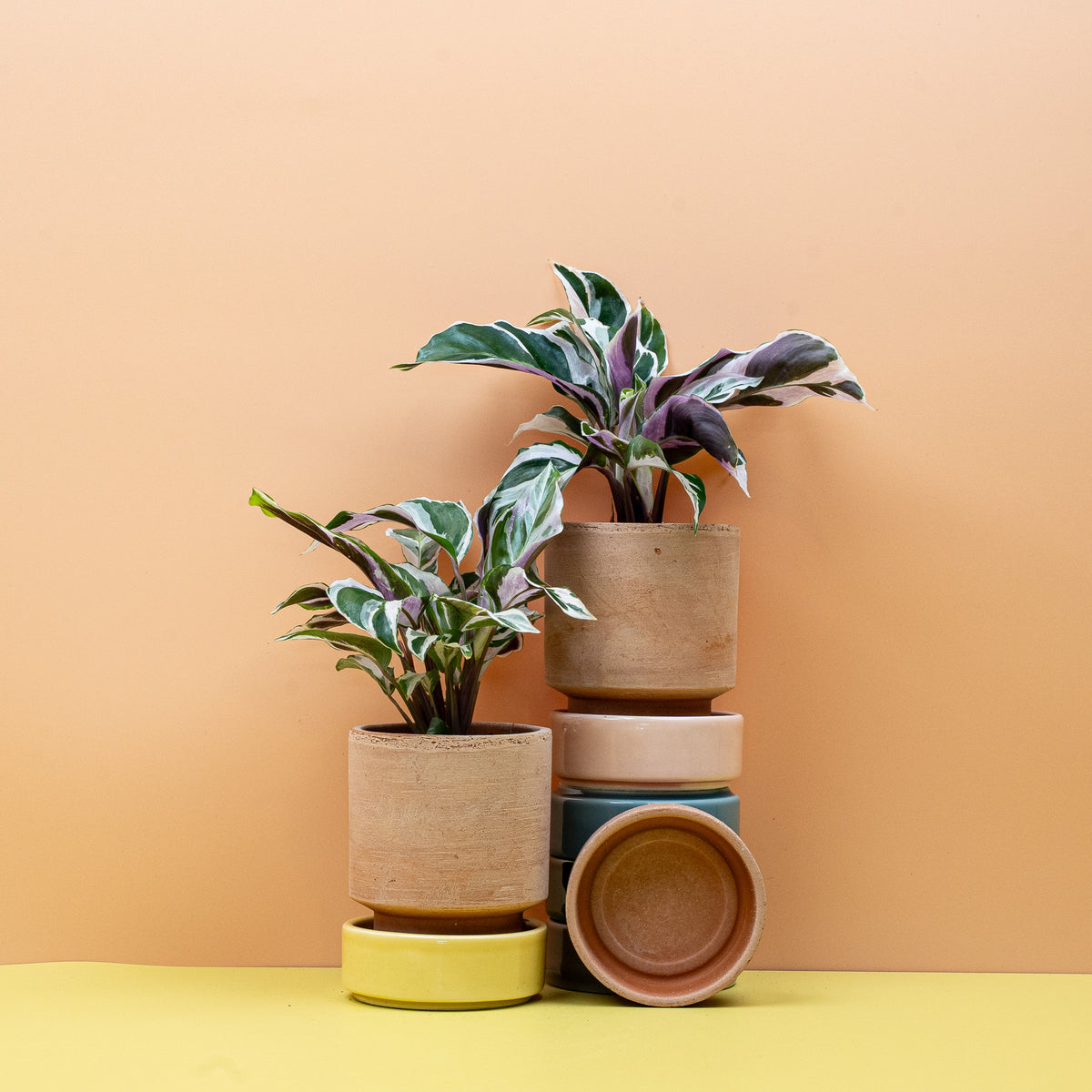 Calathea White Fusion, echtes Kunstwerk der Natur