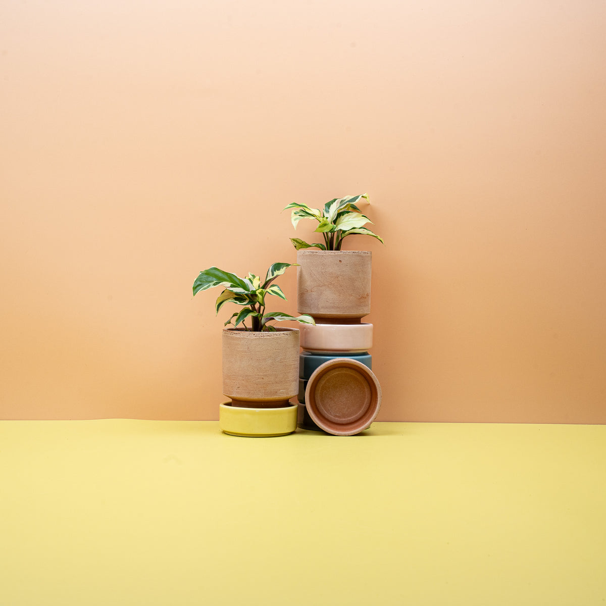 Calathea Yellow Fusion – vielseitige Zimmerpflanze
