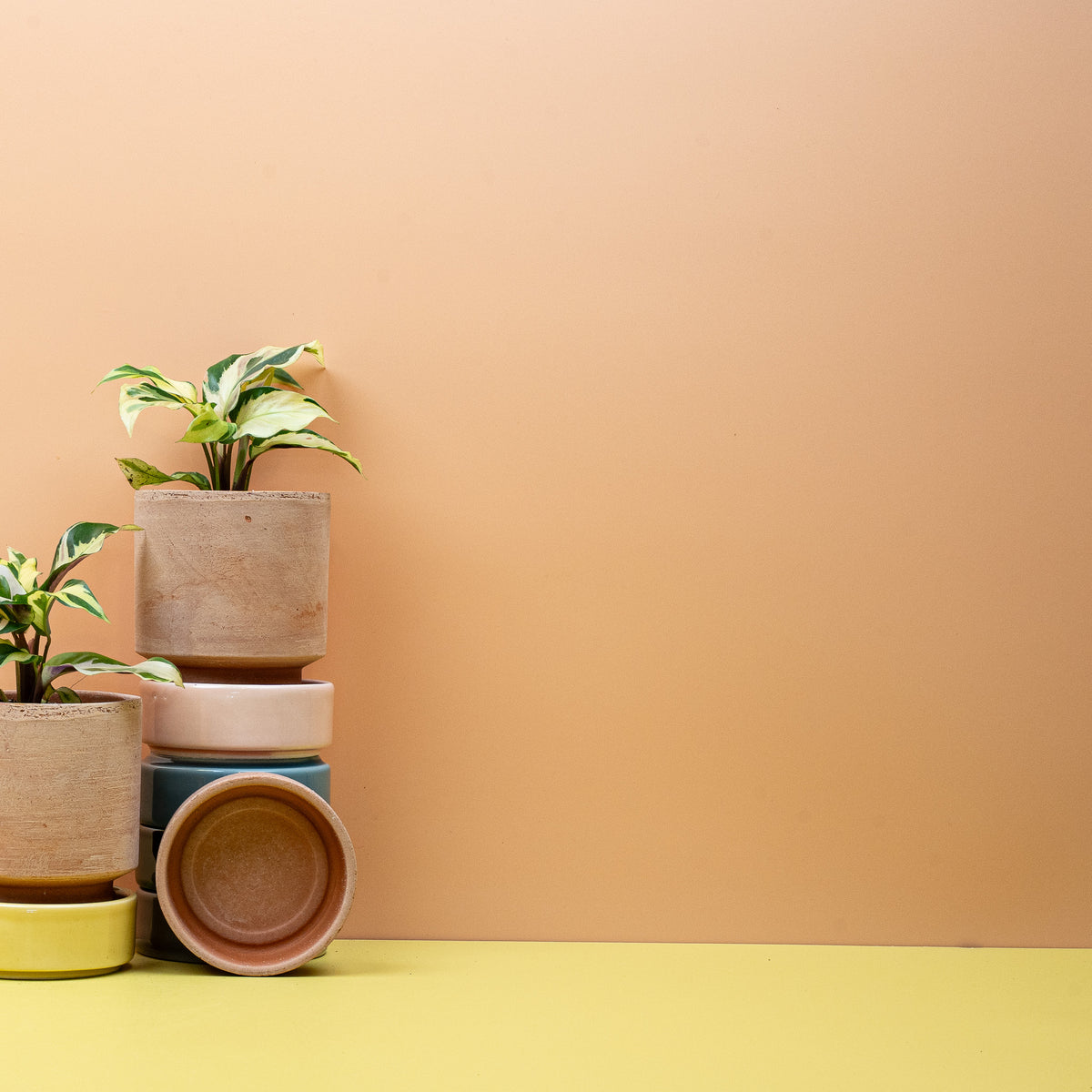 Calathea Yellow Fusion – Ansicht 7