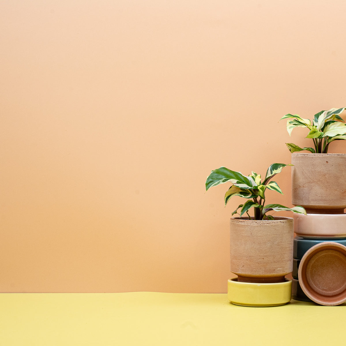 Calathea Yellow Fusion – Ansicht 8