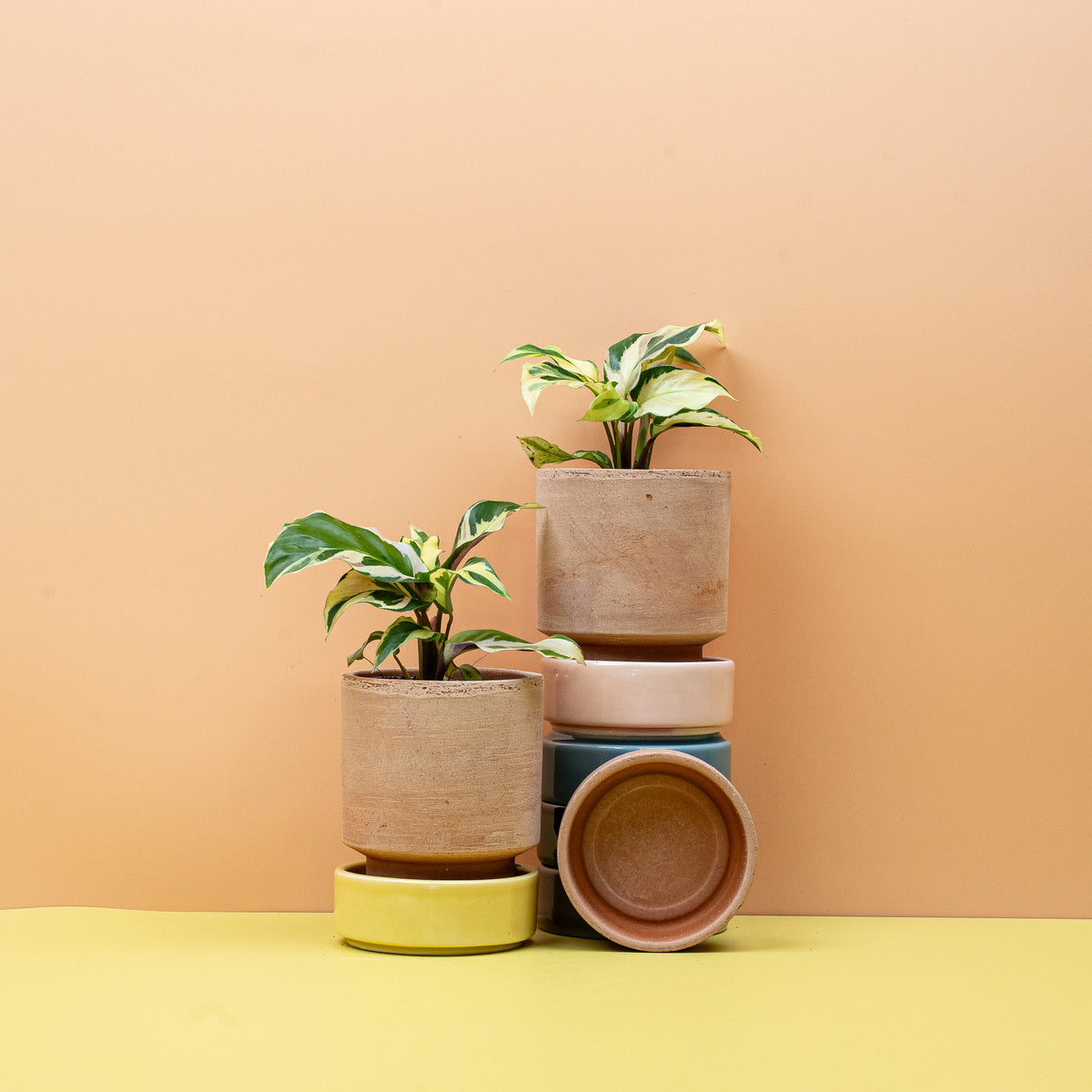 Calathea Yellow Fusion – Ansicht 9