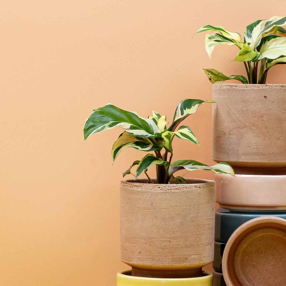 Calathea Yellow Fusion – Ansicht 10