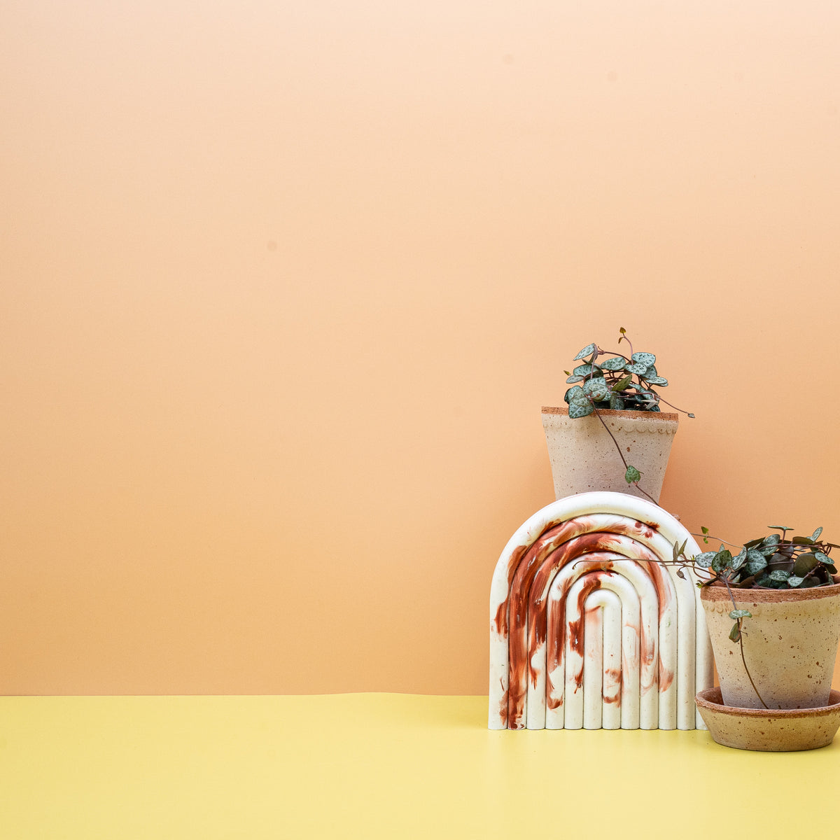 Ceropegia Woodii, junger Trieb mit eng stehenden Blattpaaren – potflourri