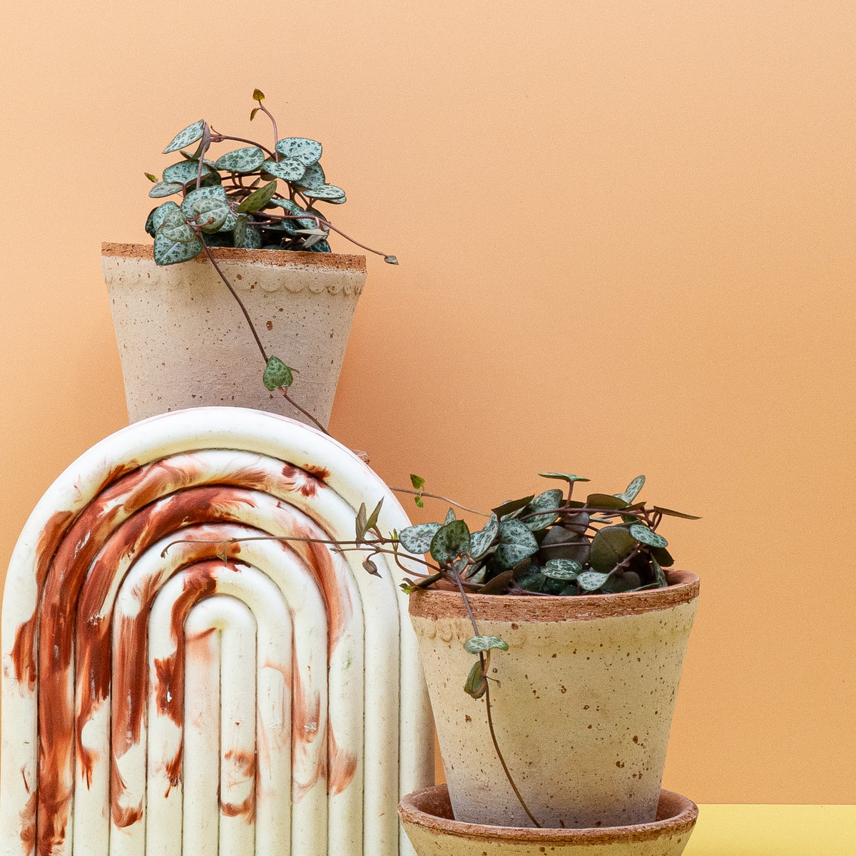 Ceropegia Woodii Leuchterblume im Topf, sukkulente Zimmerpflanze – potflourri