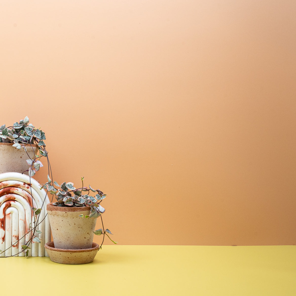 Ceropegia Woodii Variegata, panaschierte Leuchterblume an dünnen Trieben – potflourri
