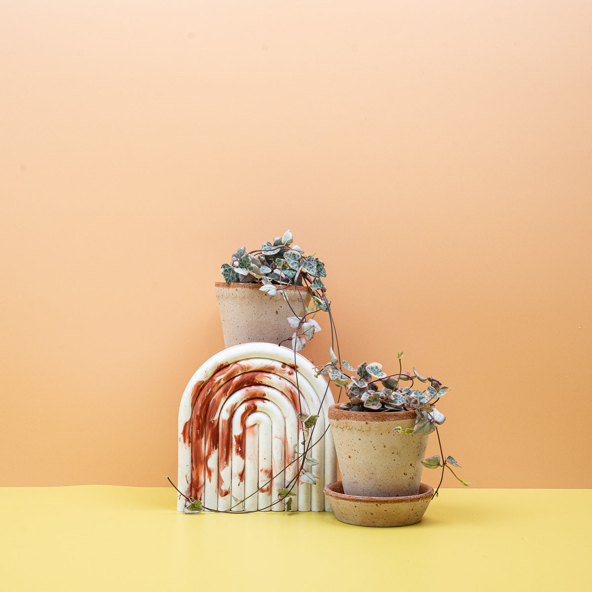 Ceropegia Woodii Variegata, Blattpaare entlang der langen Ranken – potflourri