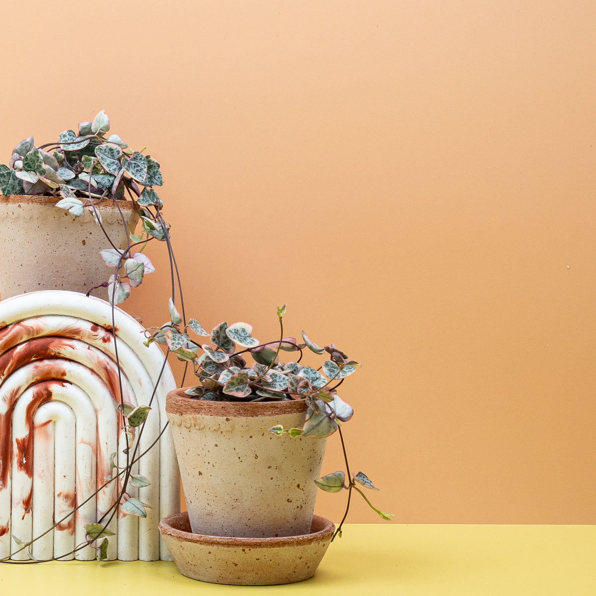 Ceropegia Woodii Variegata als hängende Zimmerpflanze fürs Regal – potflourri