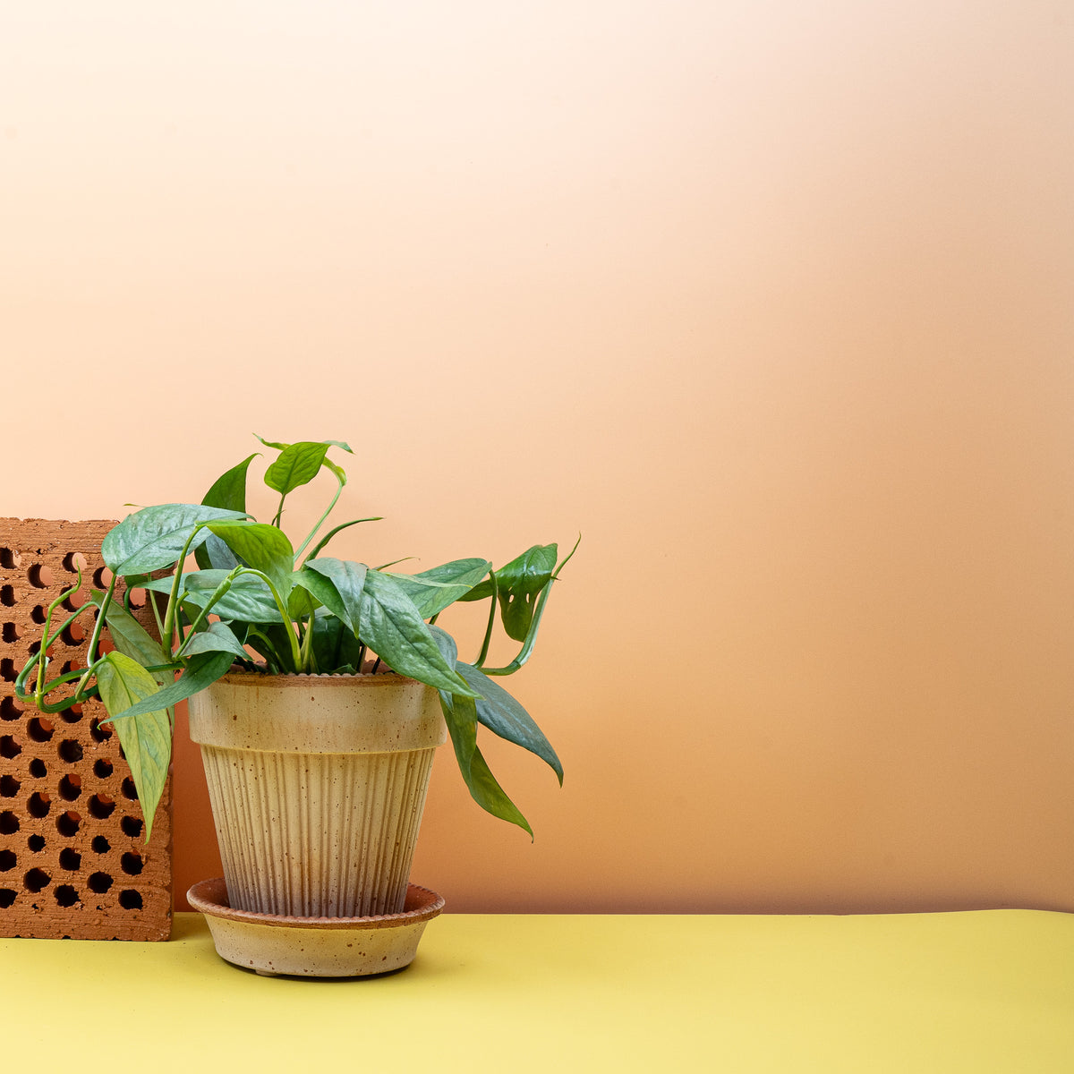 Epipremnum Cebu Blue – kräftiger Kletterwuchs