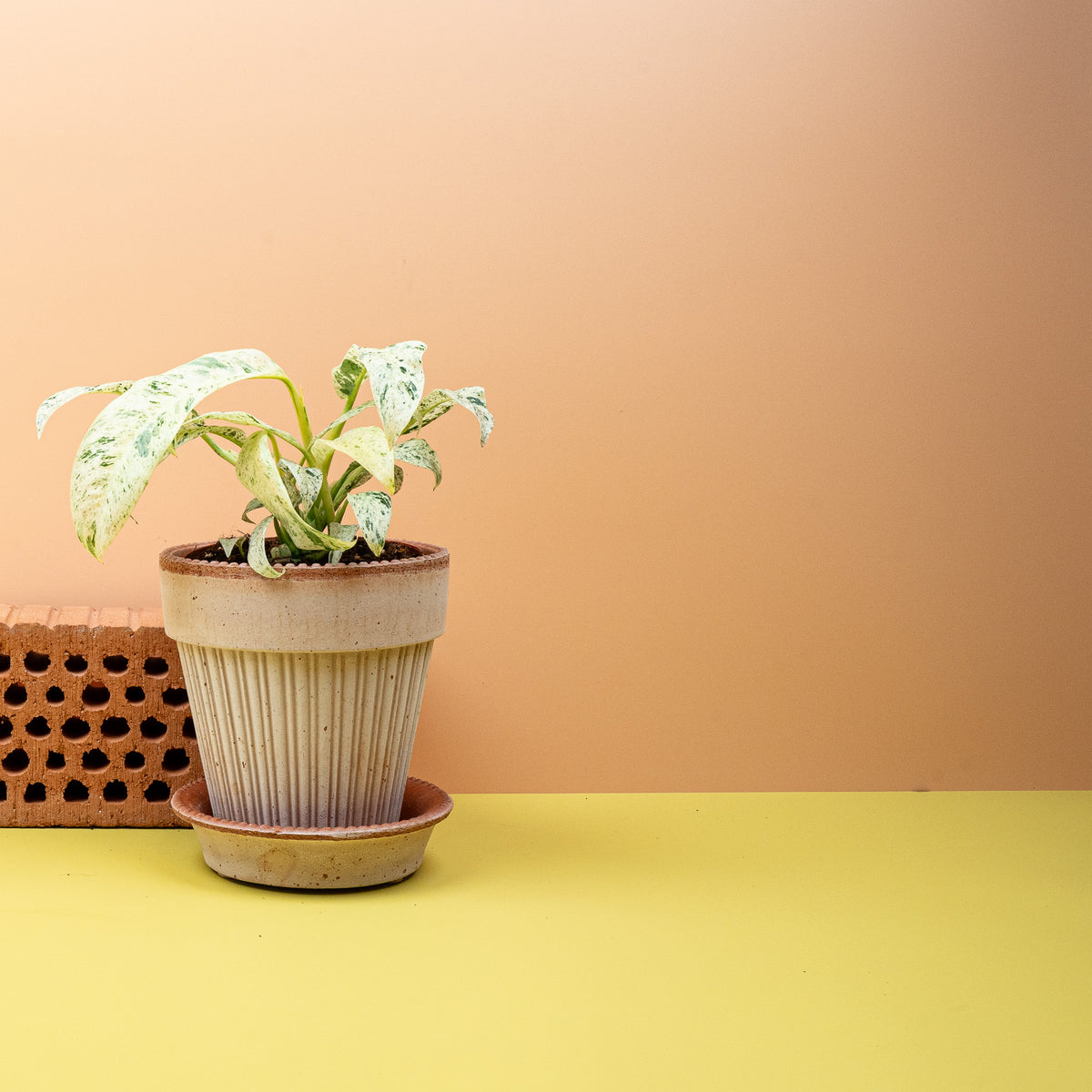 Jedes Blatt der Giganteum Variegata mit individueller Zeichnung