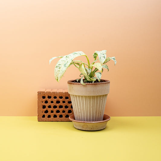 Epipremnum Giganteum Variegata mit großen, panaschierten Blättern – potflourri
