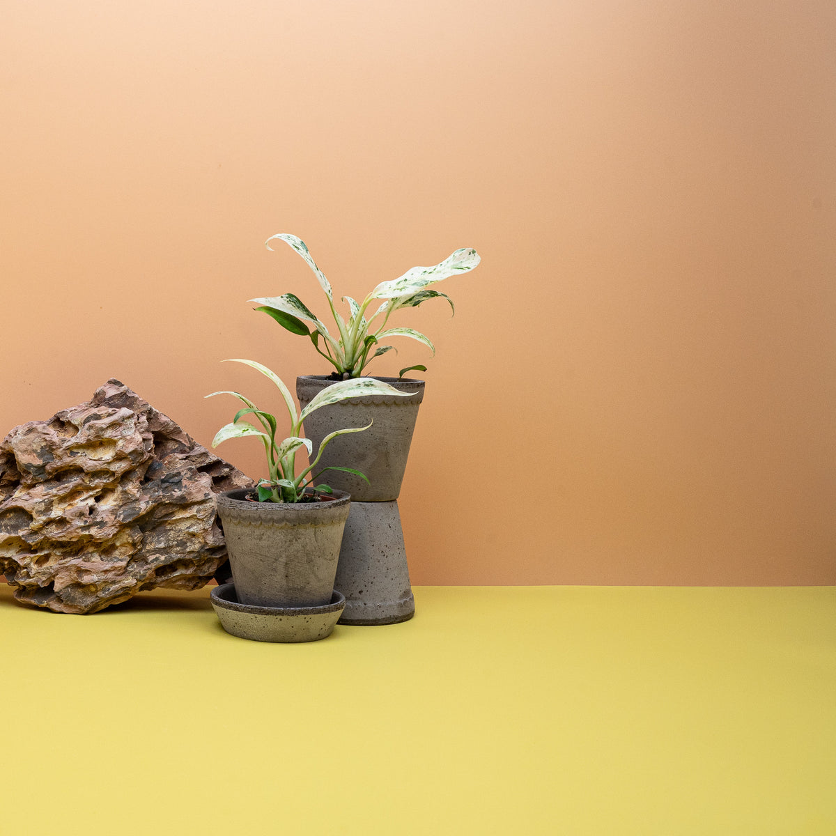 Epipremnum Giganteum Variegata, großes ledriges Blatt mit heller Zeichnung – potflourri