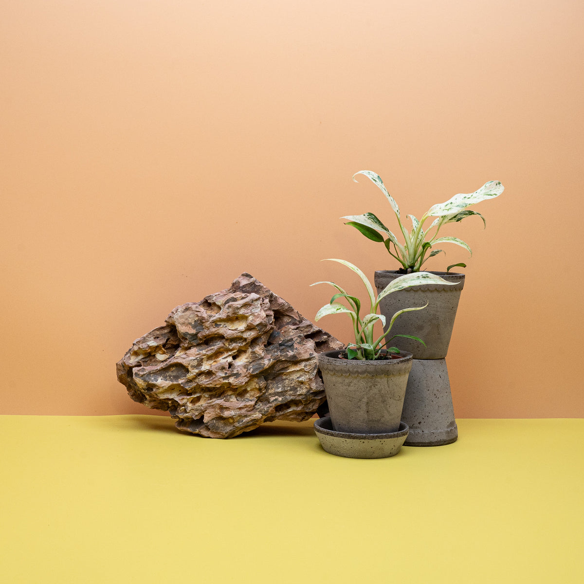 Epipremnum giganteum Variegata, cremeweiße Panaschierung auf sattgrünem Grund – potflourri