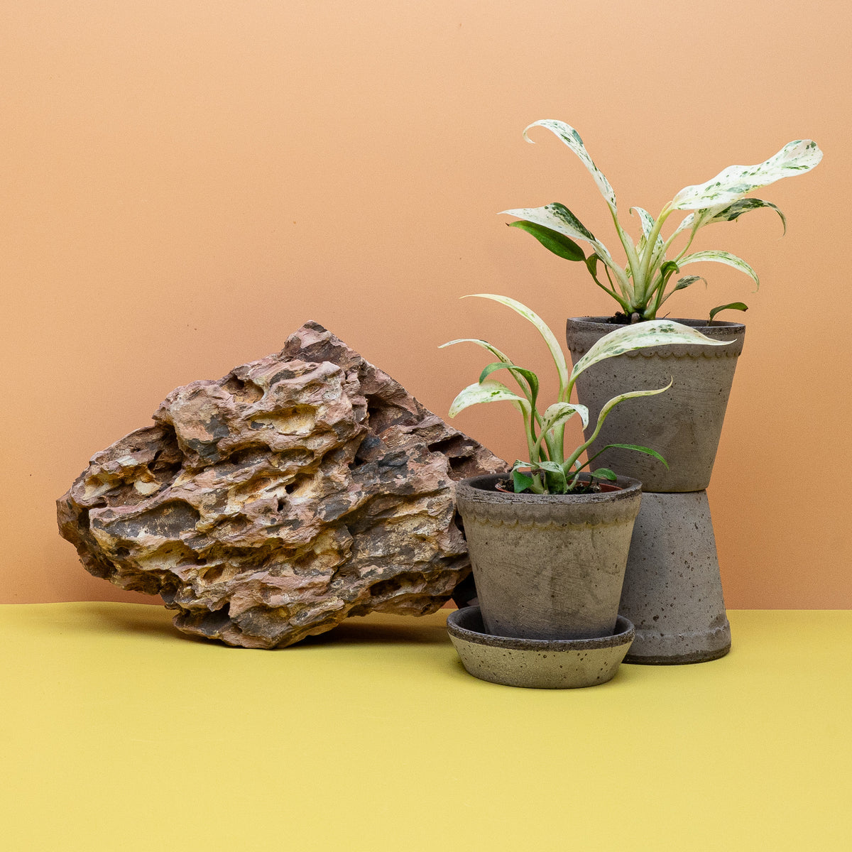 Epipremnum Giganteum Variegata, großblättrige Kletterpflanze im Kulturtopf – potflourri
