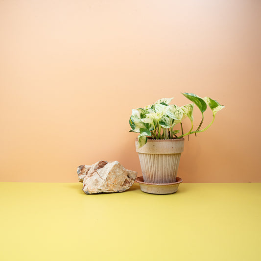Epipremnum Manjula – Zimmerpflanze mit Grün-Creme-Panaschierung – potflourri