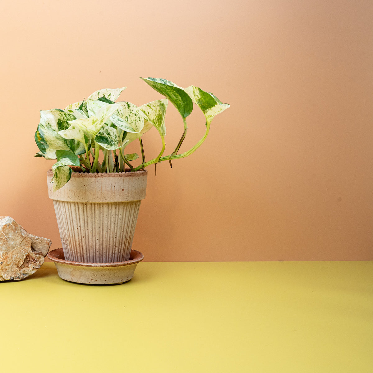 Epipremnum Manjula – individuelle Blattmuster