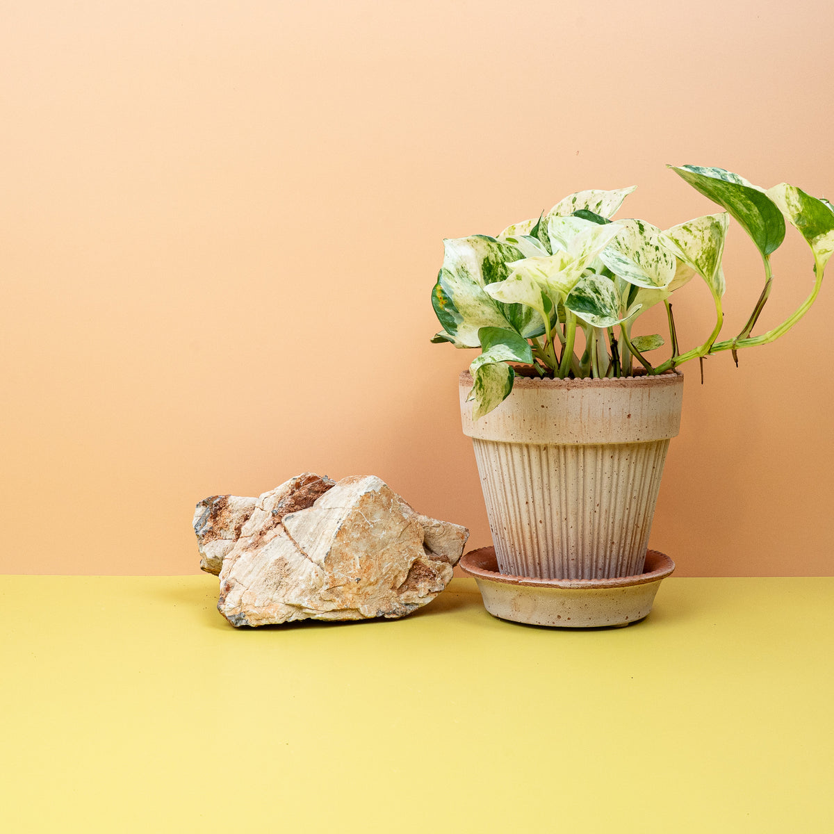 Epipremnum Manjula – Zimmerpflanze mit Grün-Creme-Panaschierung – potflourri