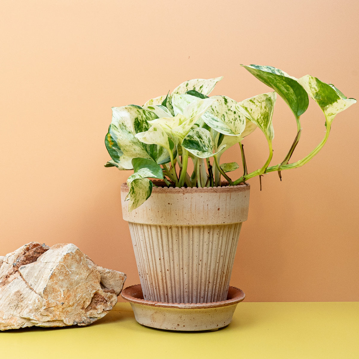 Epipremnum Manjula – dekorative Blattzeichnung