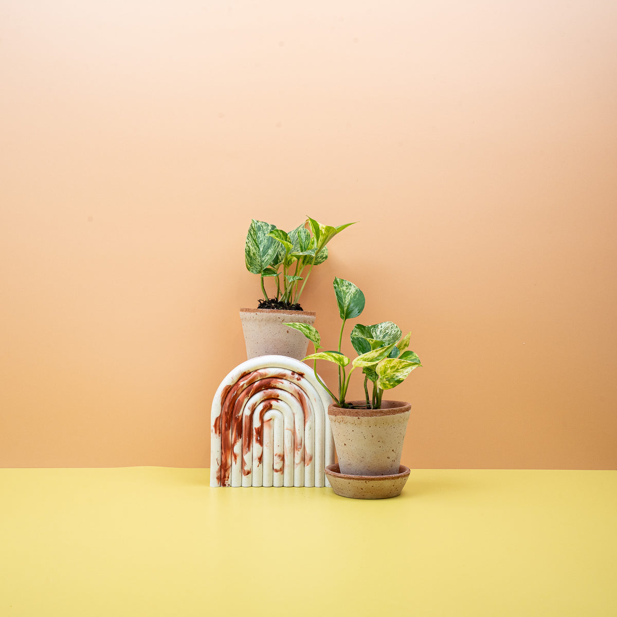 Epipremnum Marble Queen, cremeweiß marmoriertes Blatt – potflourri