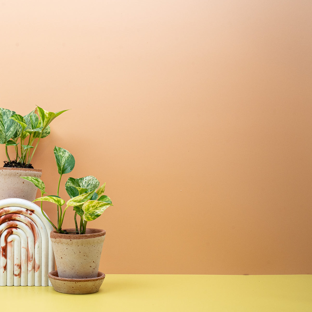 Epipremnum Marble Queen, rankender Trieb mit hellen Blättern – potflourri