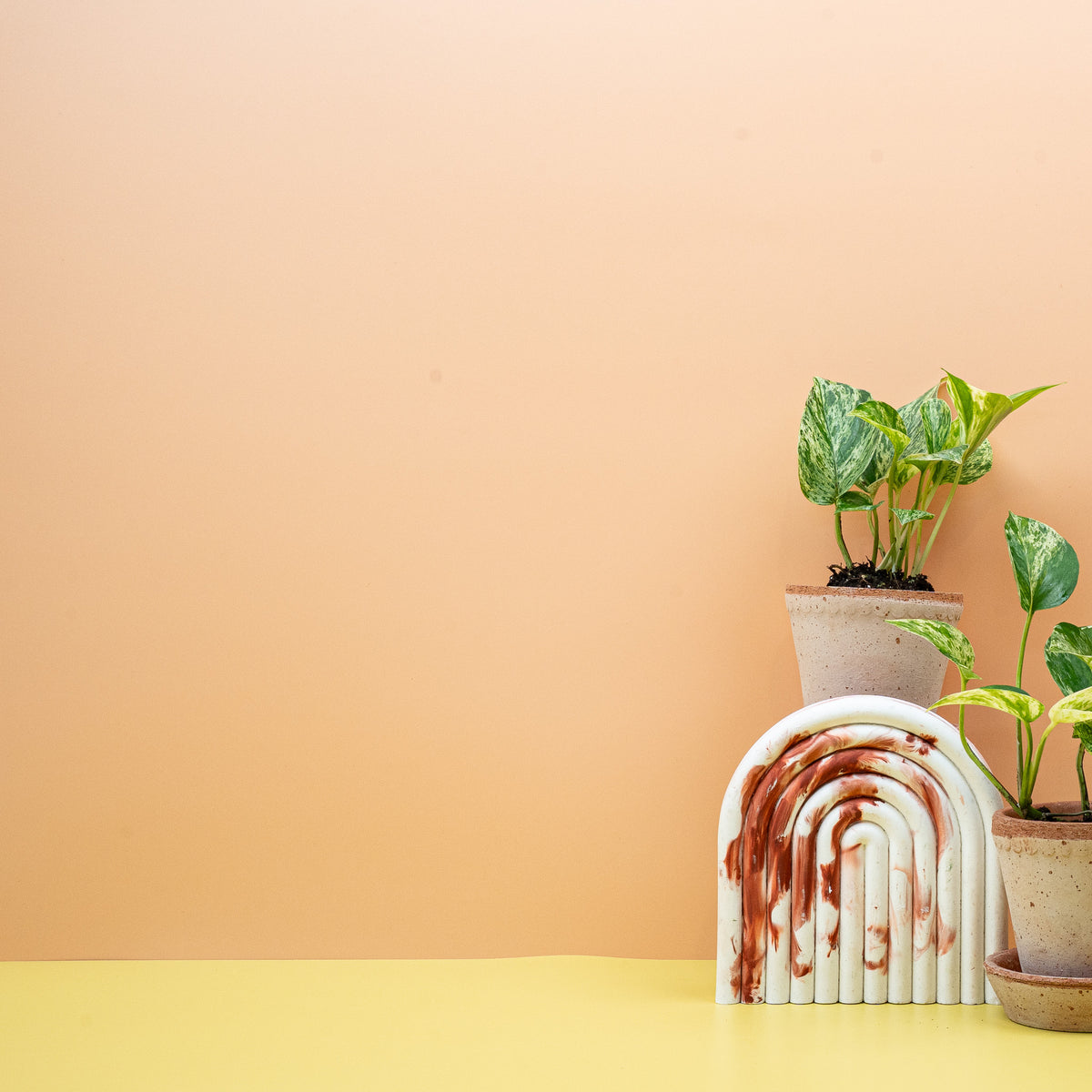 Epipremnum aureum Marble Queen im Kulturtopf – potflourri