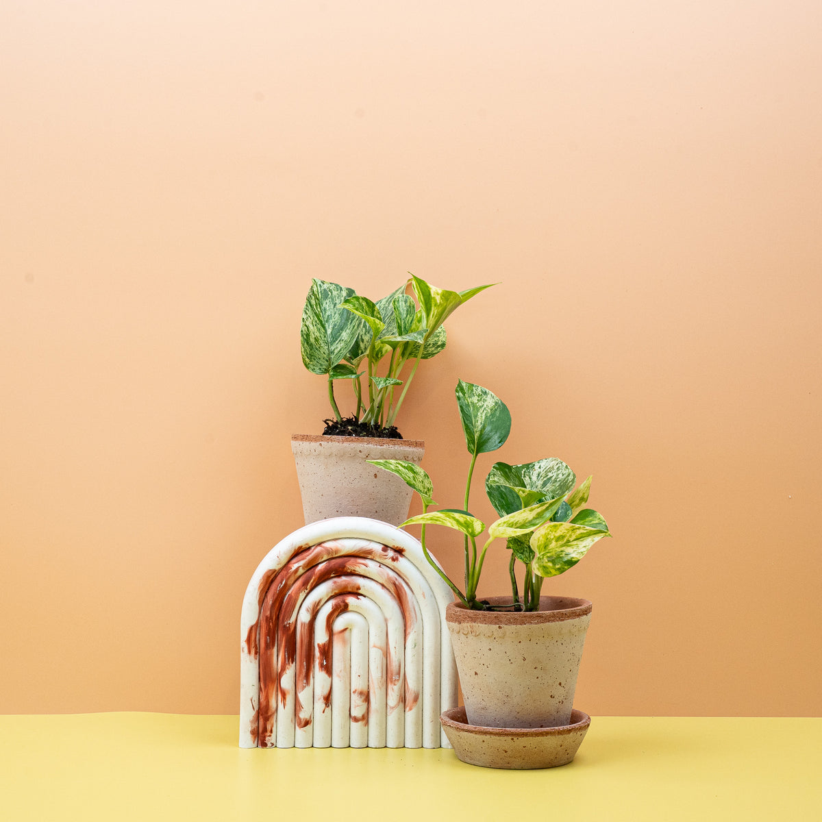 Epipremnum Marble Queen, Efeutute mit weiß-grüner Marmorierung – potflourri