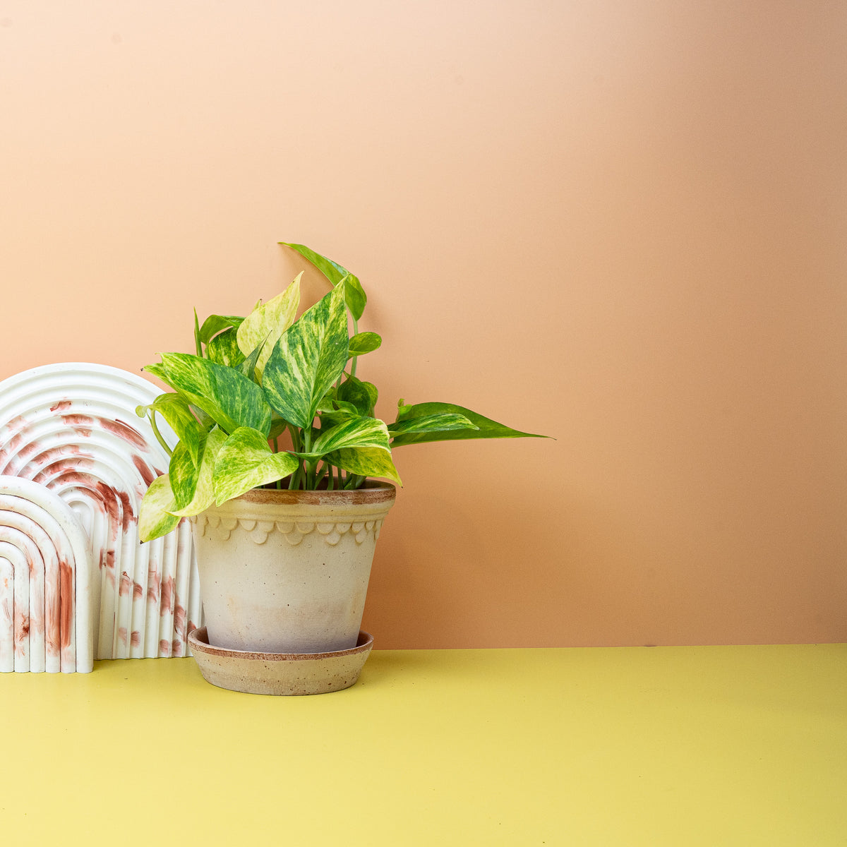 Epipremnum NJoy Gold, kontrastreiche Panaschierung