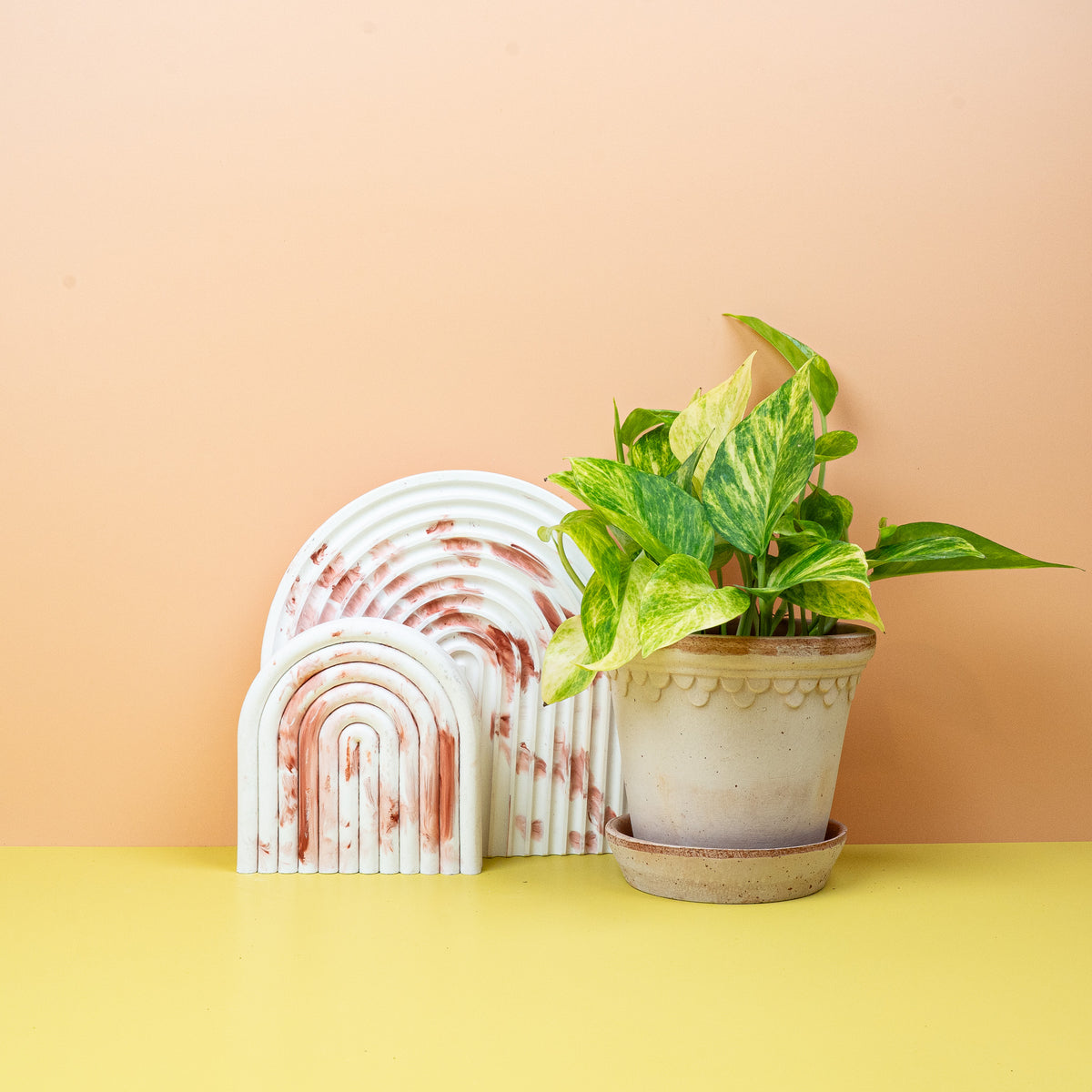 Epipremnum NJoy Gold – Zimmerpflanze mit goldgelben Akzenten – potflourri