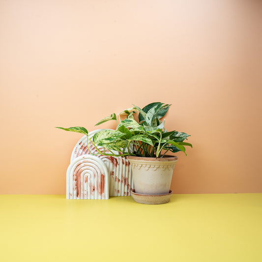 Epipremnum Pinnatum Variegata – grün-creme Zimmerpflanze – potflourri