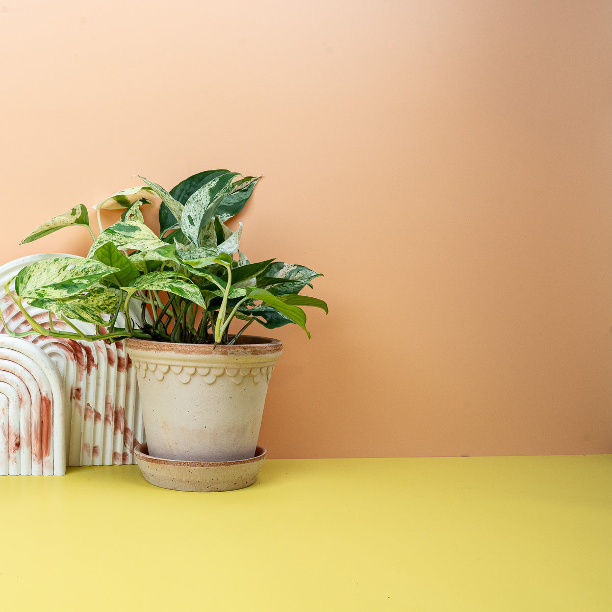 Epipremnum Pinnatum Variegata – grün-weiße Efeutute