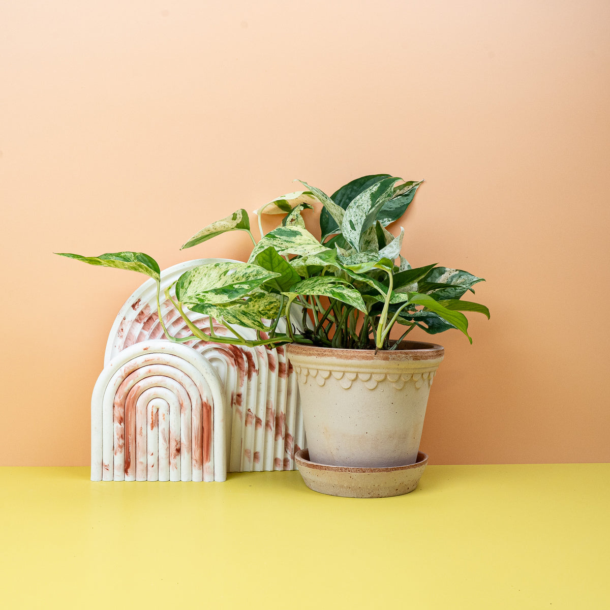 Epipremnum Pinnatum Variegata – grün-creme Zimmerpflanze – potflourri