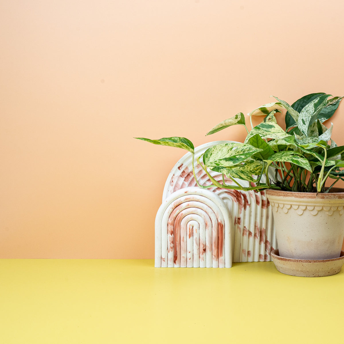 Hängende Epipremnum Pinnatum Variegata mit langen Ranken