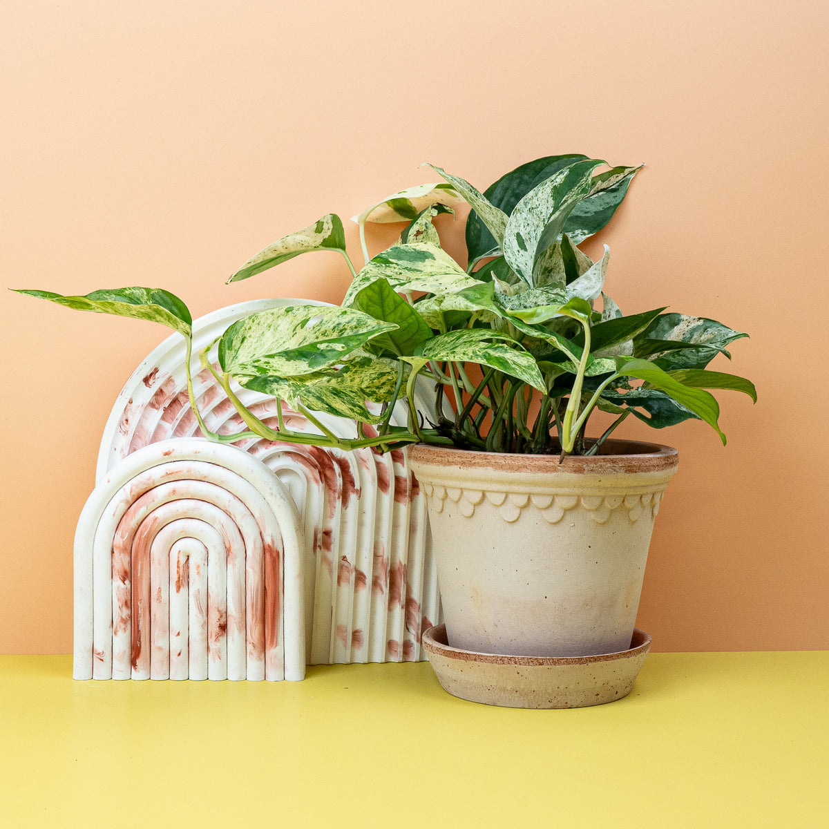 Epipremnum Pinnatum Variegata – lebendige Blattzeichnung