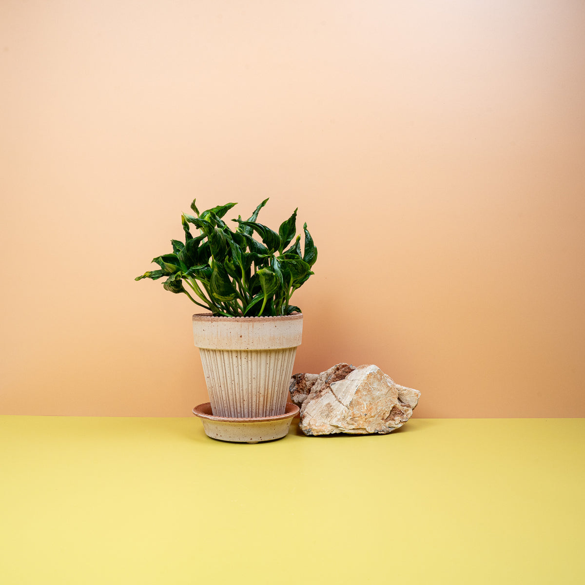 Epipremnum Shangri-La – seltene Zimmerpflanze – potflourri