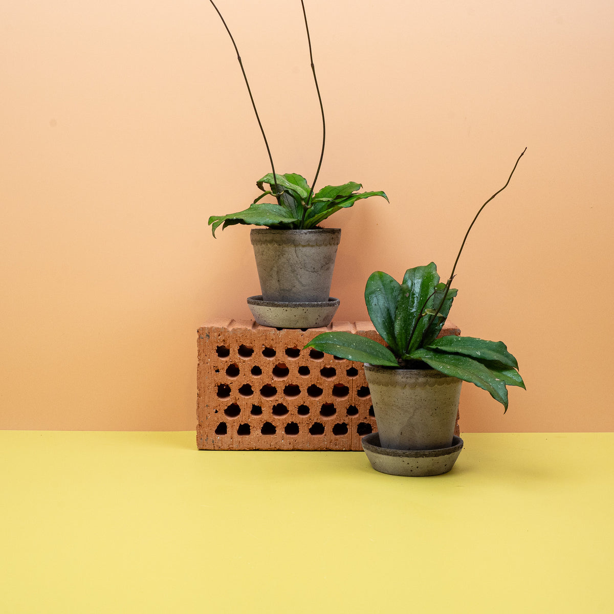 Hoya Erythrina, Gesamtwuchs der Wachsblume – potflourri